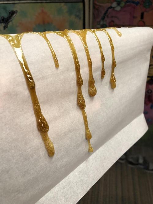 Purple Punch 00 Indoor Scrog Fall. Week 18