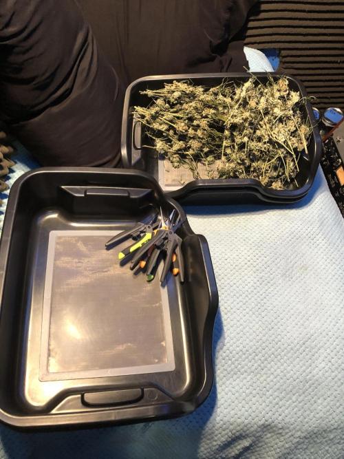 Purple Punch 00 Indoor Scrog Fall. Week 18