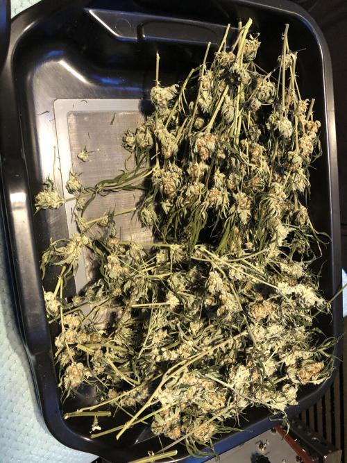 Purple Punch 00 Indoor Scrog Fall. Week 18