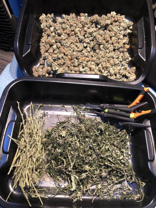 Purple Punch 00 Indoor Scrog Fall. Week 18