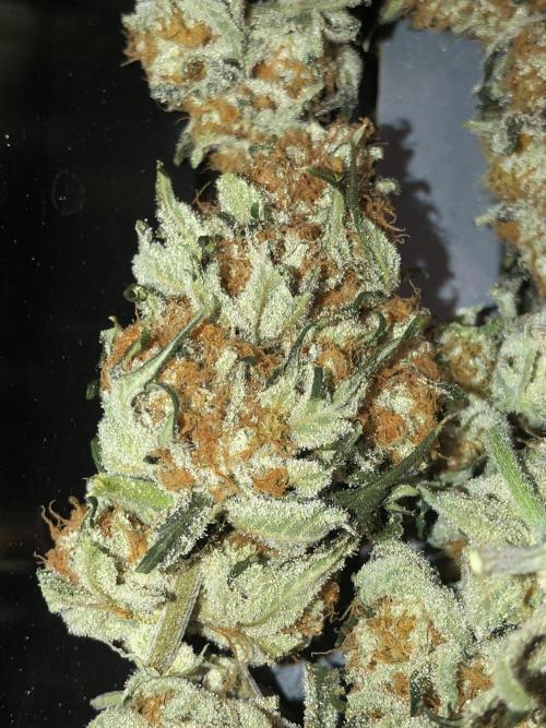 Purple Punch 00 Indoor Scrog Fall. Week 18