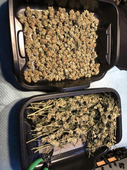 Purple Punch 00 Indoor Scrog Fall. Week 18