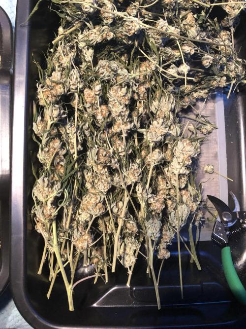 Purple Punch 00 Indoor Scrog Fall. Week 18