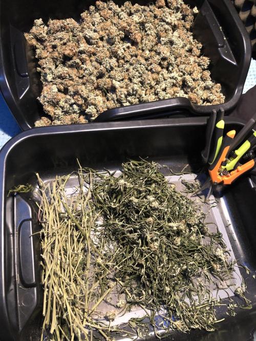 Purple Punch 00 Indoor Scrog Fall. Week 18