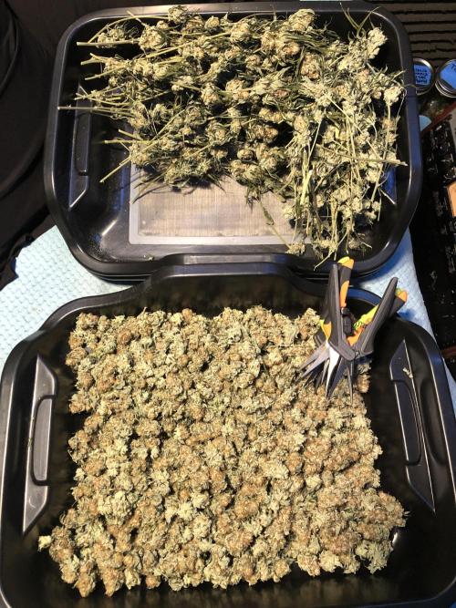 Purple Punch 00 Indoor Scrog Fall. Week 18