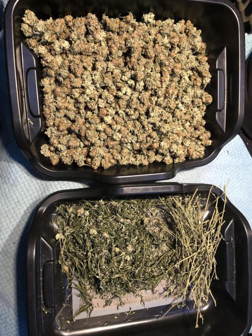 Purple Punch 00 Indoor Scrog Fall. Week 18