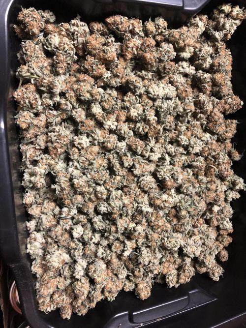 Purple Punch 00 Indoor Scrog Fall. Week 18