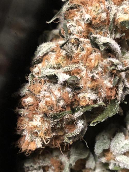 Purple Punch 00 Indoor Scrog Fall. Week 18