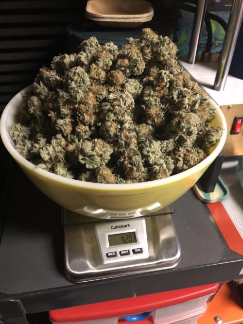 Purple Punch 00 Indoor Scrog Fall. Week 18