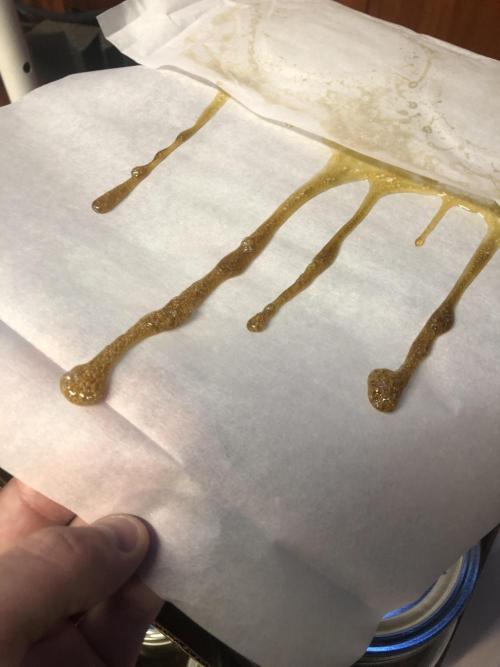 Purple Punch 00 Indoor Scrog Fall. Week 18