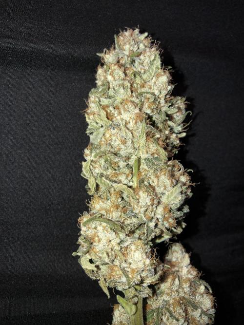 Witches Wedding Seedman Indoor Fall. Week 18