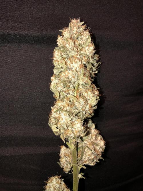 Witches Wedding Seedman Indoor Fall. Week 18