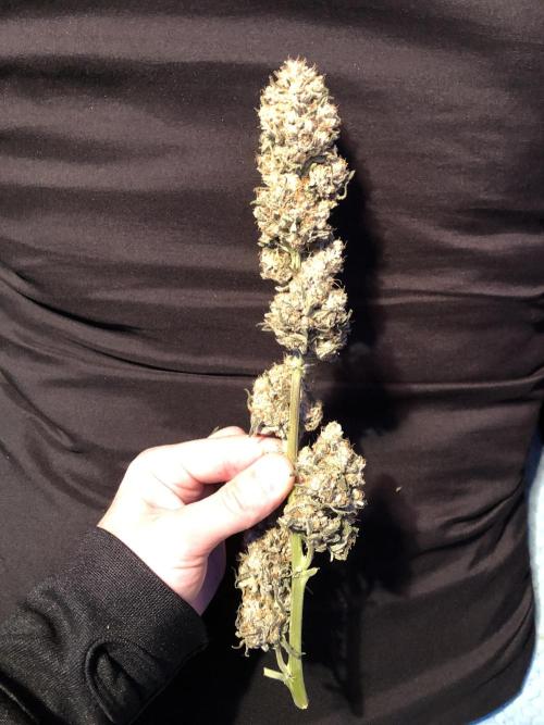 Witches Wedding Seedman Indoor Fall. Week 18