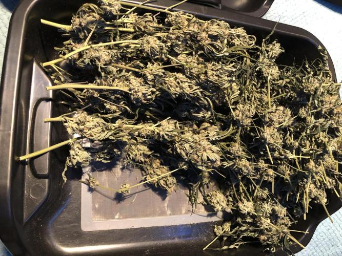 Witches Wedding Seedman Indoor Fall. Week 18