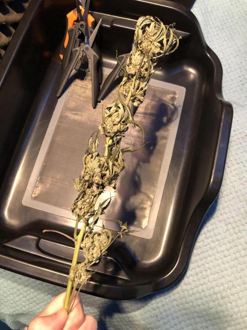 Witches Wedding Seedman Indoor Fall. Week 18