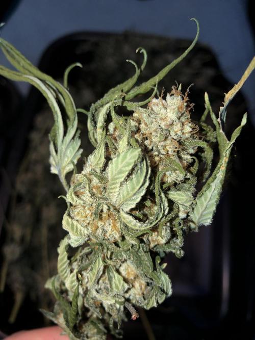 Witches Wedding Seedman Indoor Fall. Week 18