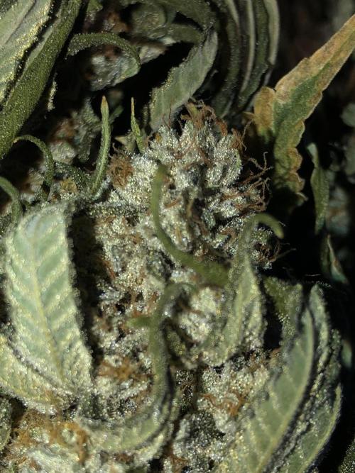 Witches Wedding Seedman Indoor Fall. Week 18