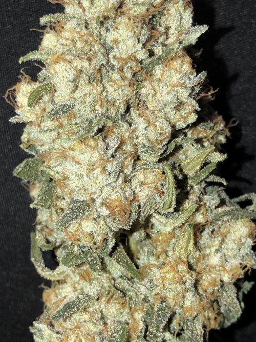 Witches Wedding Seedman Indoor Fall. Week 18