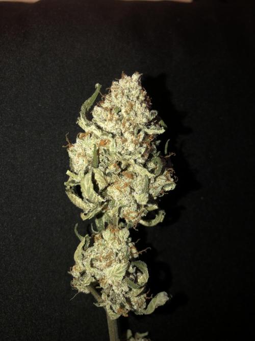 Witches Wedding Seedman Indoor Fall. Week 18