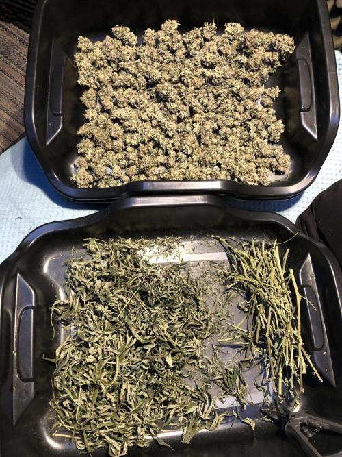 Witches Wedding Seedman Indoor Fall. Week 18