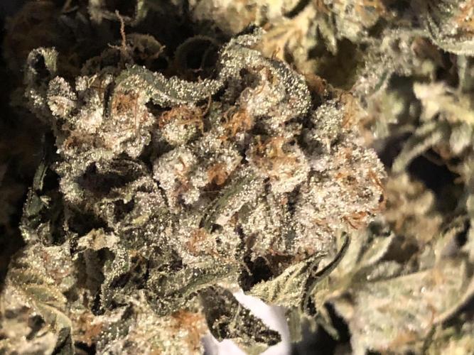 Witches Wedding Seedman Indoor Fall. Week 18