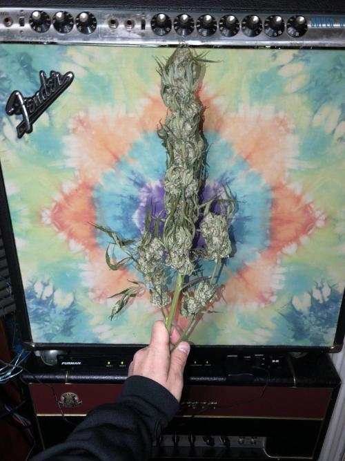 Witches Wedding Seedman Indoor Fall. Week 18