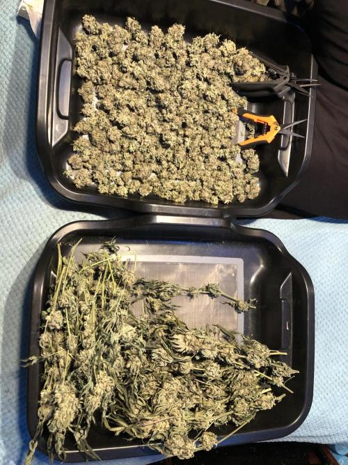 Witches Wedding Seedman Indoor Fall. Week 18