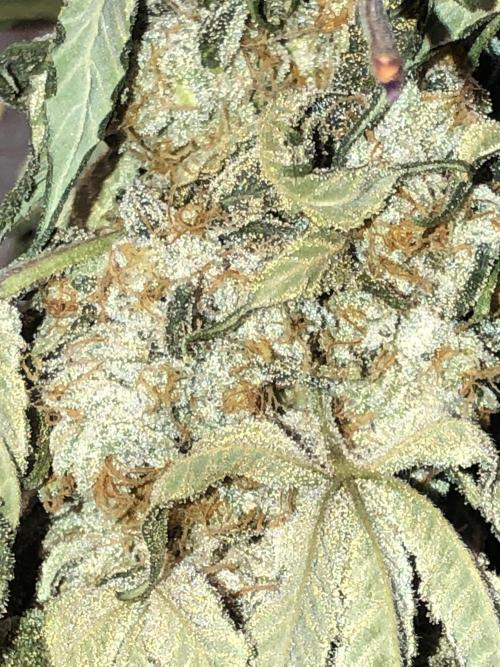 Witches Wedding Seedman Indoor Fall. Week 18