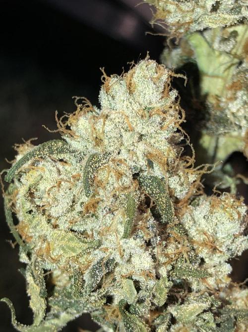 Witches Wedding Seedman Indoor Fall. Week 18