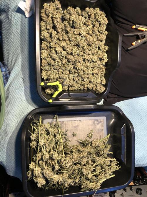 Witches Wedding Seedman Indoor Fall. Week 18