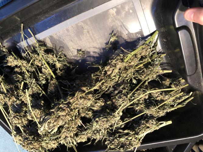 Witches Wedding Seedman Indoor Fall. Week 18