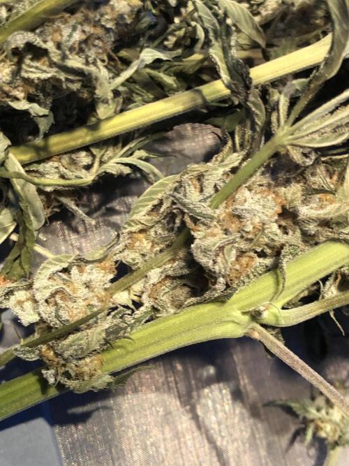 Witches Wedding Seedman Indoor Fall. Week 18