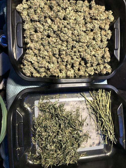 Witches Wedding Seedman Indoor Fall. Week 18