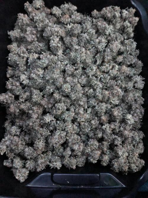 Witches Wedding Seedman Indoor Fall. Week 18