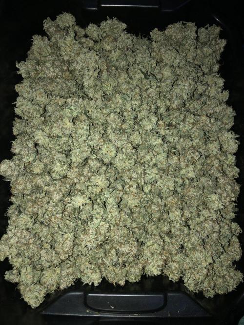 Witches Wedding Seedman Indoor Fall. Week 18