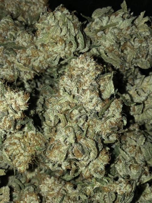 Witches Wedding Seedman Indoor Fall. Week 18