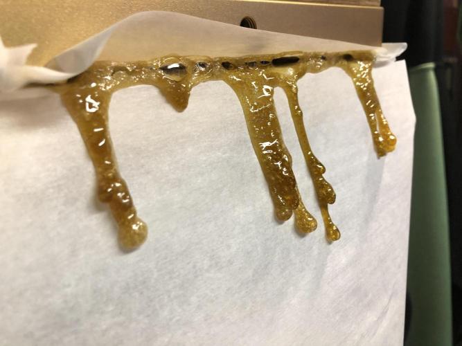 Witches Wedding Seedman Indoor Fall. Week 18