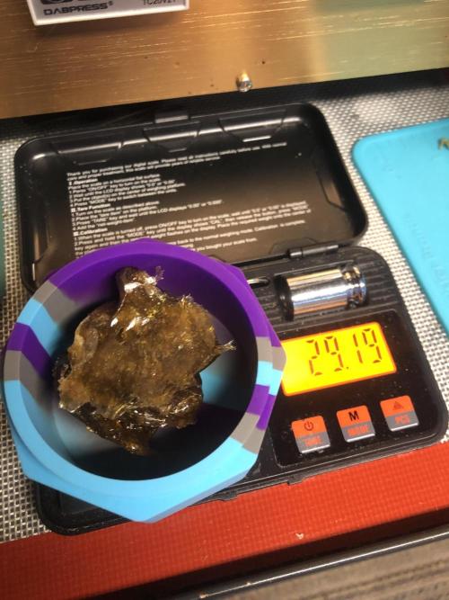 Witches Wedding Seedman Indoor Fall. Week 18