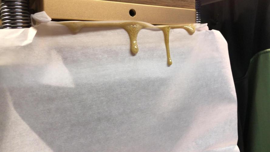 Gorilla Melon Fast Buds Indoor Fall