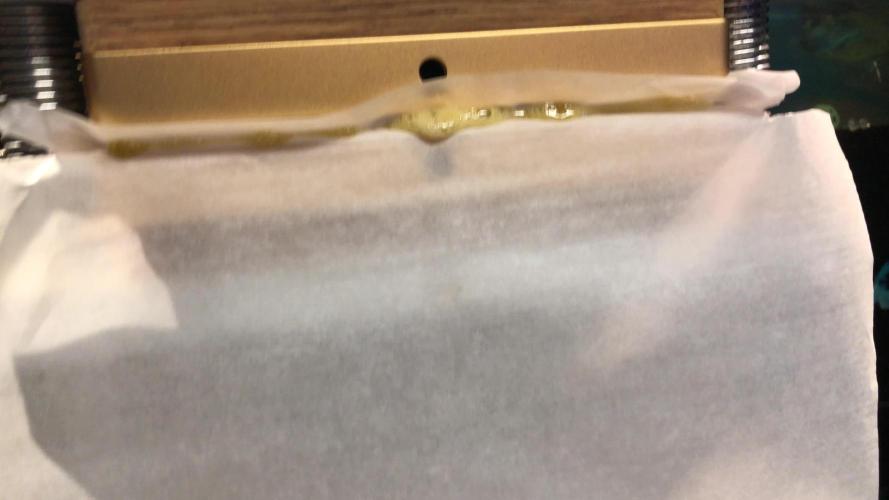 Purple Punch 00 Indoor Scrog Fall