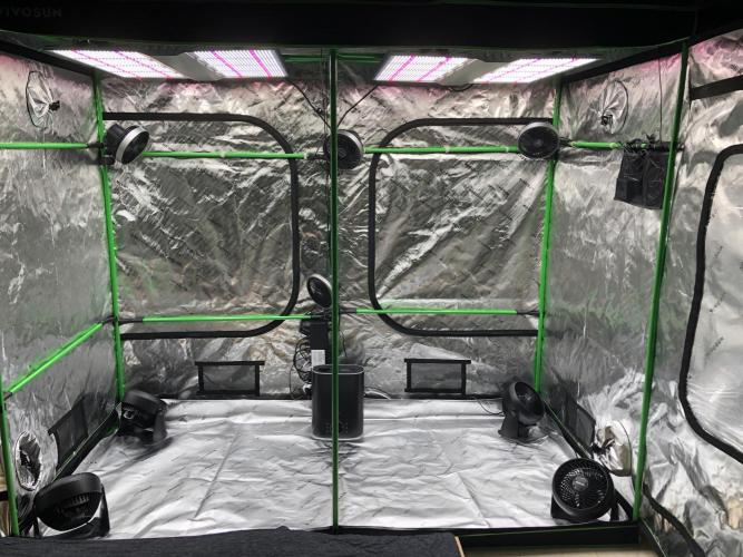 LSD-25 Auto Fast Buds Indoor Spring 26. Week 0