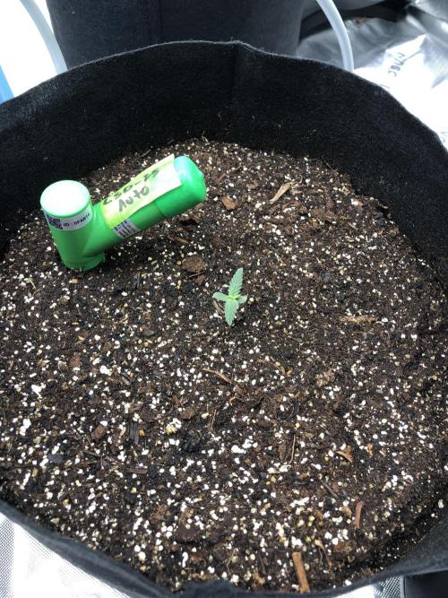 LSD-25 Auto Fast Buds Indoor Spring 26. Week 0
