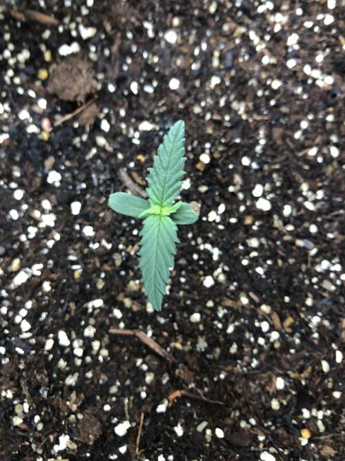 LSD-25 Auto Fast Buds Indoor Spring 26. Week 0
