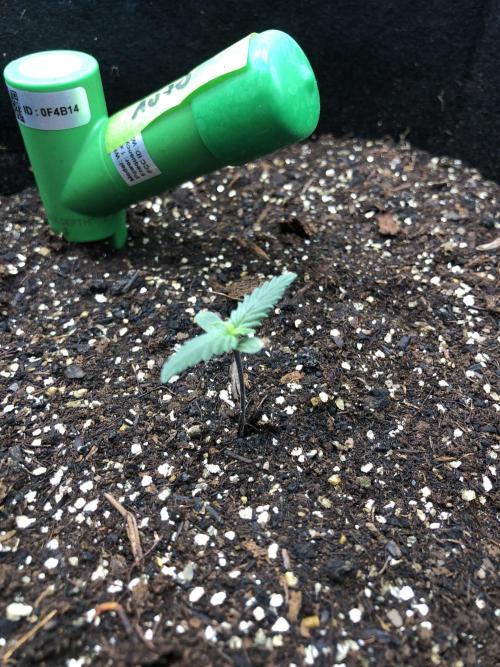LSD-25 Auto Fast Buds Indoor Spring 26. Week 0
