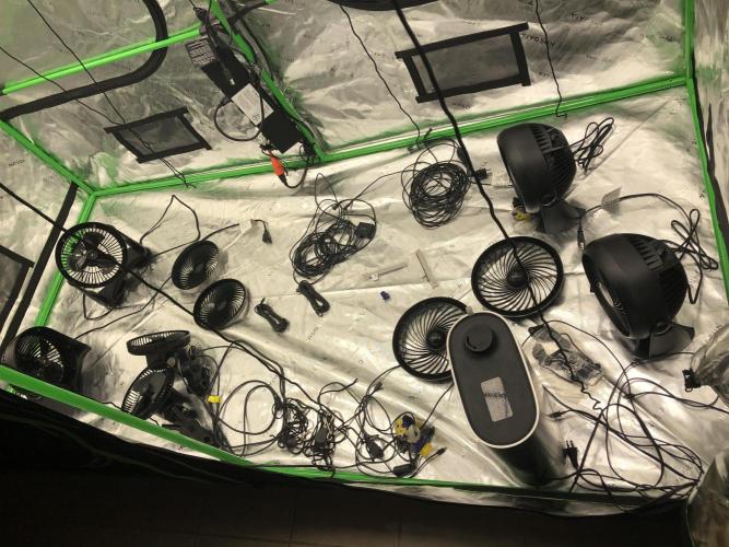 Gorilla Auto Fast Buds Indoor Spring 26. Week 0