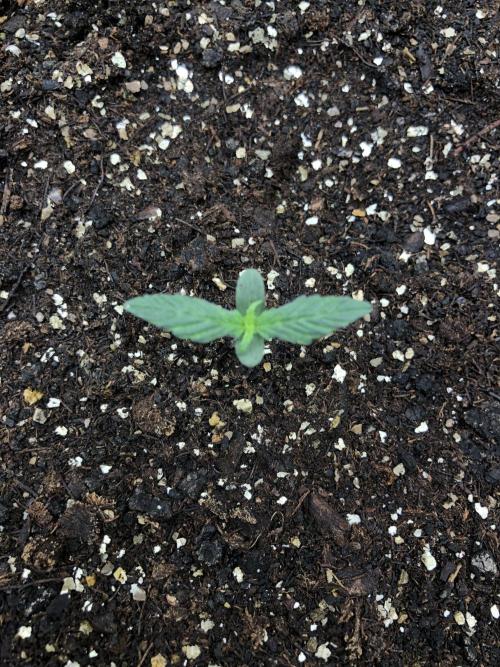 Gorilla Auto Fast Buds Indoor Spring 26. Week 0