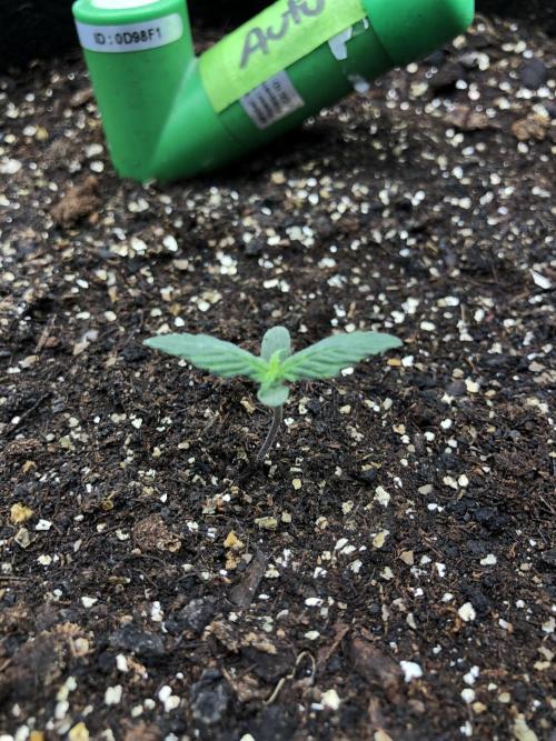 Gorilla Auto Fast Buds Indoor Spring 26. Week 0