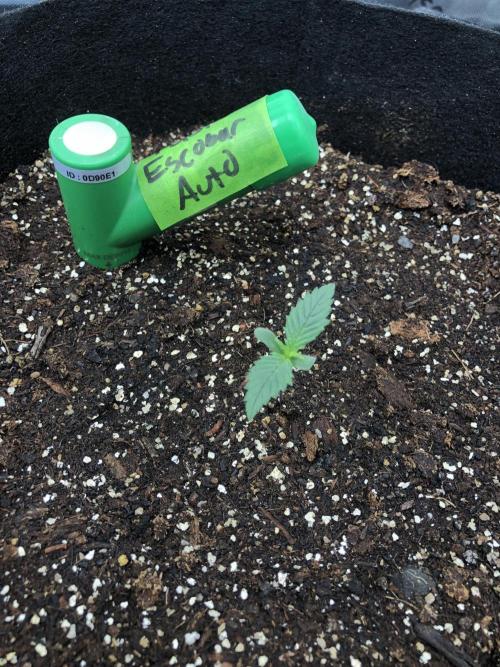 Auto Pablo Escobar Indoor Spring 26. Week 0