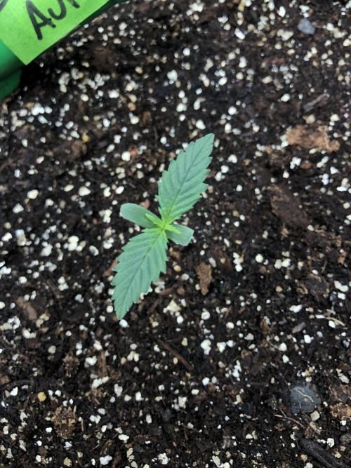 Auto Pablo Escobar Indoor Spring 26. Week 0