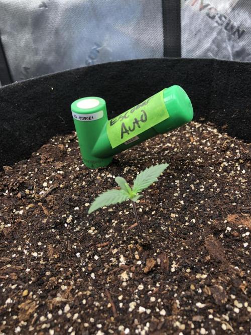 Auto Pablo Escobar Indoor Spring 26. Week 0